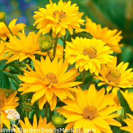 Гелиопсис Саммер сан (вид шероховатый, желтый)