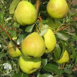 Груша гибрид Августовская Роса + Память Яковлева