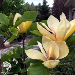 Магнолия гибридная Сенсация