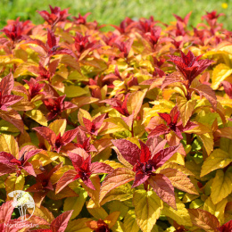 Спирея японская Мерло Голд