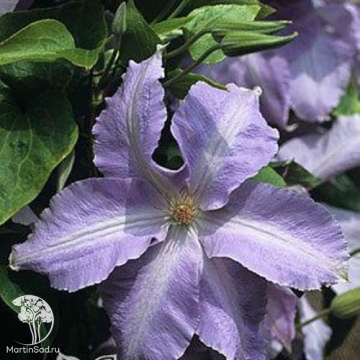 Фото Клематис Лех Валенса