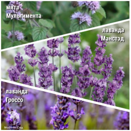 Набор для чая мята Мультимента + лаванда Манстэд + лаванда Гроссо
