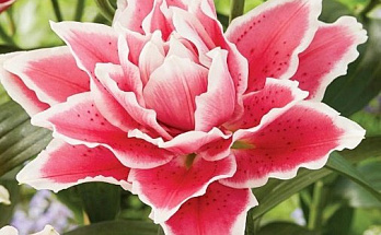 Лучшие сорта лилий для вашего сада: от классики до экзотики