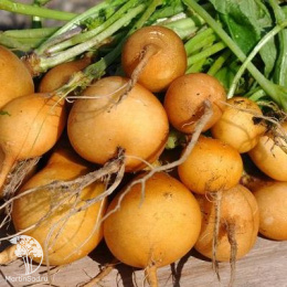 Редис Злата