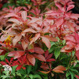 Пиерис японский Маунтин фаер