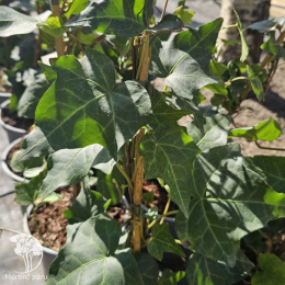 Плющ Вичтел