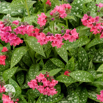 Фото Медуница Шраймпс он зе Барби