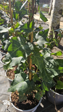 Фото Плющ Вичтел