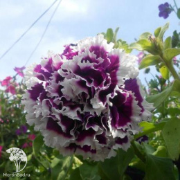 Петуния махровая Пируэтт парпл (Люкс)