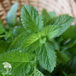 Мелисса лекарственная Махито