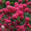 Азалия крупноцветковая Хоумбуш фото 1 