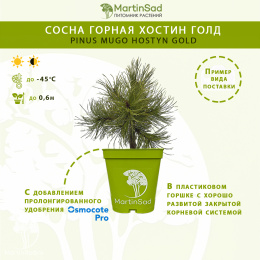  Сосна горная Хостин Голд