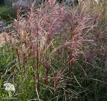 Фото Мискантус китайский Версаммлунг