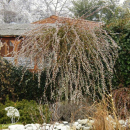 Ива козья Кёрли Локс на штамбе