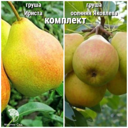Груша Ириста + опылитель Груша Осенняя Яковлева