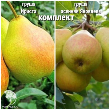 Фото Груша Ириста + опылитель Груша Осенняя Яковлева