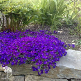 Аубреция Амазонка (вид: обриета гибридная, розово-фиолетовый) Евро