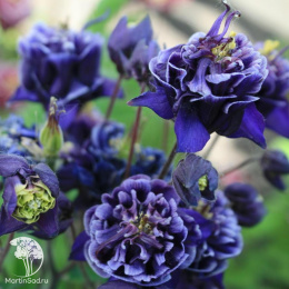 Аквилегия Тауэр темно-синяя, обыкновенная (серия Элитная клумба)