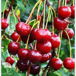 Вишня гибрид Молодёжная + Метеор+ Тургеневка