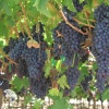 Виноград плодовый Аттика фото 1 