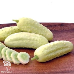 Огурец Белоснежка