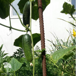 Огурец Все пучком F1 ---  ® Парт Золотая серия