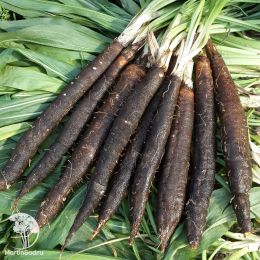 Скорцонера Лечебный