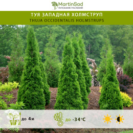 Туя западная Холмструп