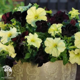 Петуния Элегия F1 (серия Элитная клумба) крупноцветковая