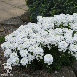 Иберис вечнозелёный Сноуфлэйк