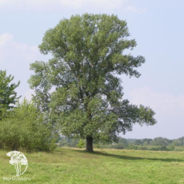 Тополь чёрный Вариегата