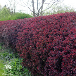 Барбарис Тунберга Атропурпуреа