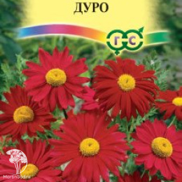 Пиретрум Дуро, серия Устойчив к заморозкам!