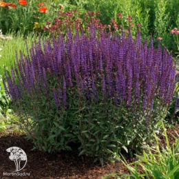 Шалфей дубравный Карадонна Компакт