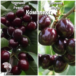 Сверхвыгодный комплект! Черешня Ревна + опылитель черешня Ипуть