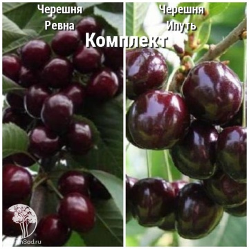 Фото Сверхвыгодный комплект! Черешня Ревна + опылитель черешня Ипуть