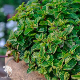 Мята перечная Тархун