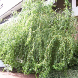 Ива желтокорая Карадок