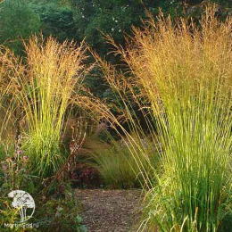 Молиния голубая тростниковая Кордоба