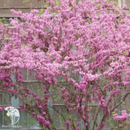 Церцис китайский