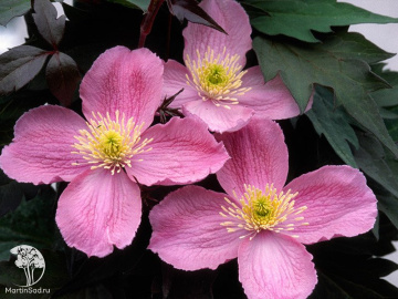 Фото  Клематис горный Тетрарозе