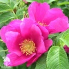 Роза морщинистая Рубра фото 3 