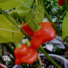 Перец острый Визирь