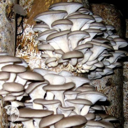 Вешенка обыкновенная