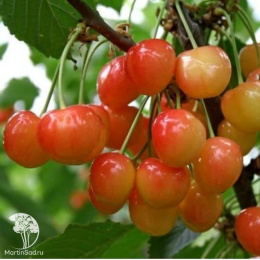 Черешня гибрид Ревна + Брянская Розовая