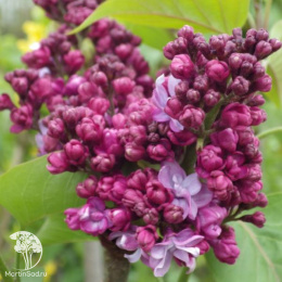 Сирень Принц Волконский