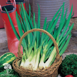 Лук батун Перформер