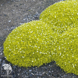 Мшанка шиловидная Аурея (Лайм Мосс)