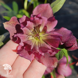 Морозник  Спринг Промис Элли