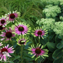 Эхинацея пурпурная Грин Твистер